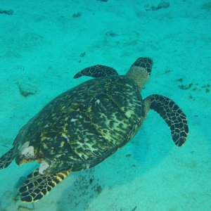 Turtle swimming away