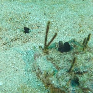 Sail-fin blenny