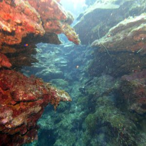 Swim-through in Pillar Coral