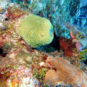 Beautiful coral at Pillar Coral