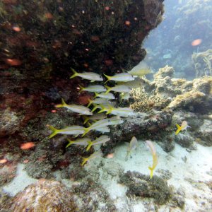 These guys love ledges