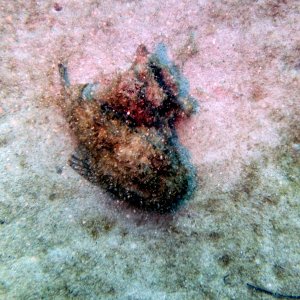 So ugly it's beautiful