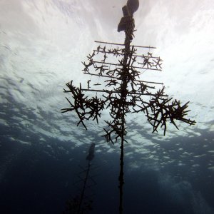 Coral restoration structure at Chloe's Fantasy
