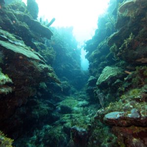 Swim-thru in Fish Fen
