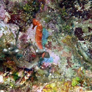 Seahorse! I refuse to choose between pictures of a seahorse, so you get both of them