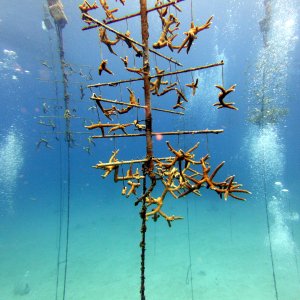 Coral restoration structure at Chloe's Fantasy