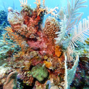 More coral at Chloe's Fantasy