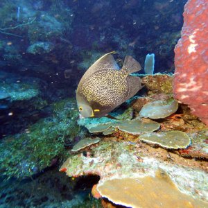 Queen angel at Fish Den