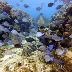 School of blue tang(?) at Chloe's Fantasy