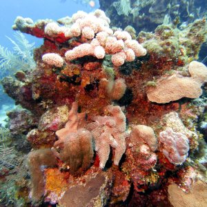 Even more coral at Chloe's Fantasy