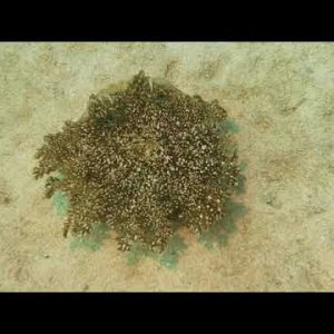 Cassiopea in Blue Channel, Roatan 11/15/2022