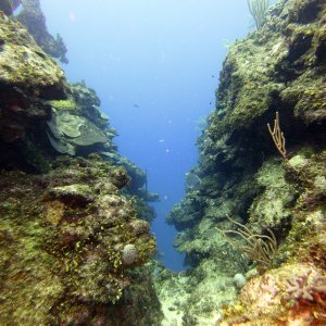 Swim-through in The Wife