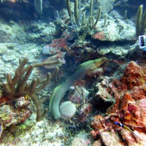 Free-swimming eel in Pirate's Dream