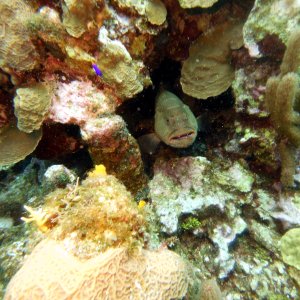 Grouper at the Aquarium