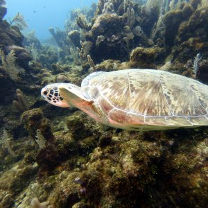 Turtle at the Aquarium
