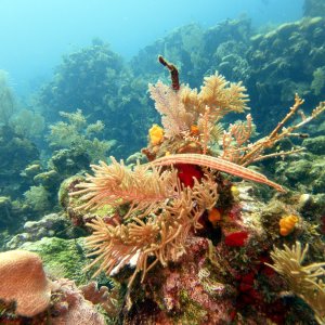The same pipefish at the Aquarium