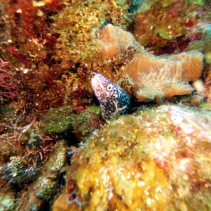 Little tiny eel at Zig Zag