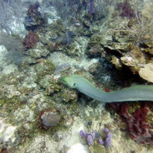 Great big eel at Canyon Reef aka Zig Zag