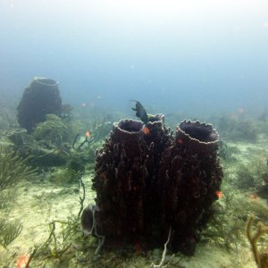 More giant barrel sponges in Texas