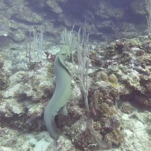 Close encounter with an eel at Canyon Reef