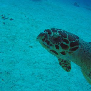 10 - Turtle close-up