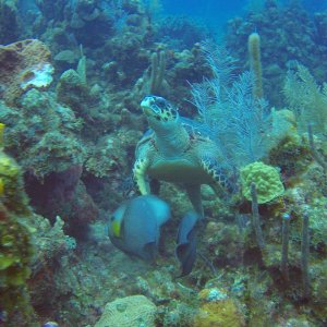 12 - Large turtle