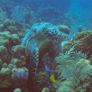 14 - Turtle