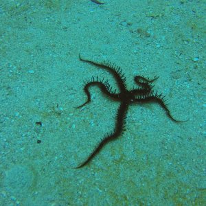 16 - Brittle Starfish