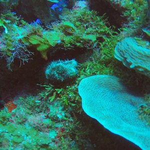17 - Small Puffer