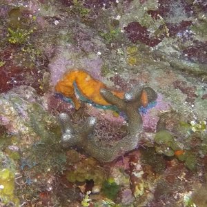 18 - Seahorse