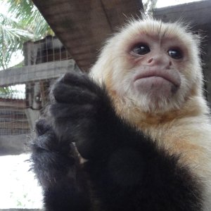 30 - Monkey business at French Cay