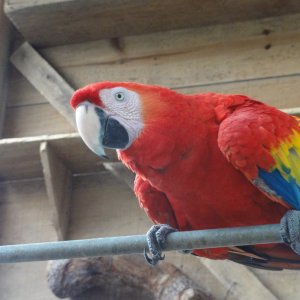31 - Macaw