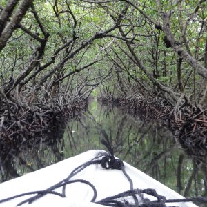 39 - Mangroves