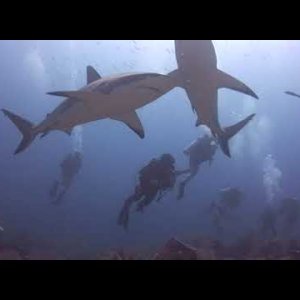 Swimming with sharks at "Marco's Place"! Roatán, Honduras - November 2022