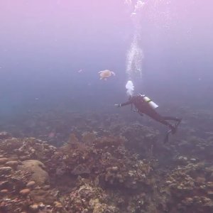 Scuba Diving "Aquarium" in Roatán, Honduras - November 2022