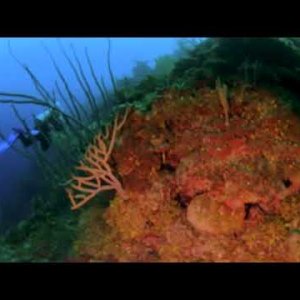 Scuba Diving "Fish Den" in 360°! Roatán, Honduras