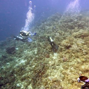 Scuba Diving "Texas" in Roatán, Honduras - November 2022