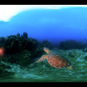 Scuba Diving "Turtle Crossing" in Roatán, Honduras in 360°! November 2022
