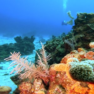 Chloes Fantasy