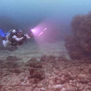 Jen and three Caribbean reef squid