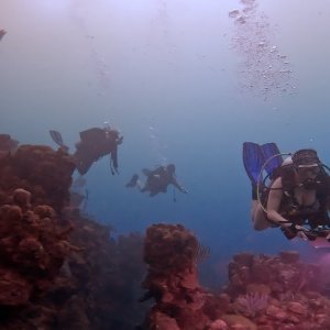 Roatán, Honduras - Jen's 200th dive at the "Hole in the Wall"!