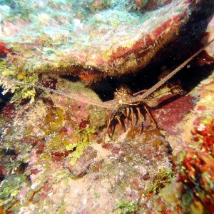 Lobster at Turtle Crossing