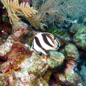 Stingray Reef