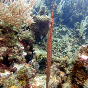 Pipefish at Three Brothers