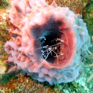 Critter inside a sponge