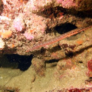 Pipefish at Hole in the Wall