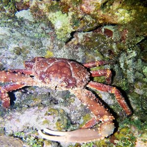 Scuba Diving in Roatán, Honduras - "Overheat" - November 2022