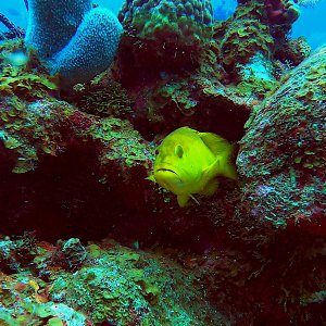 Yellow coney grouper