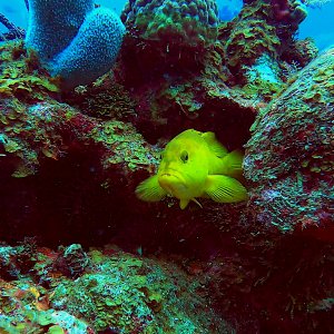 Yellow coney grouper