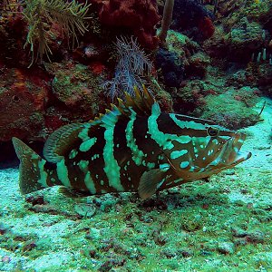 Nassau grouper
